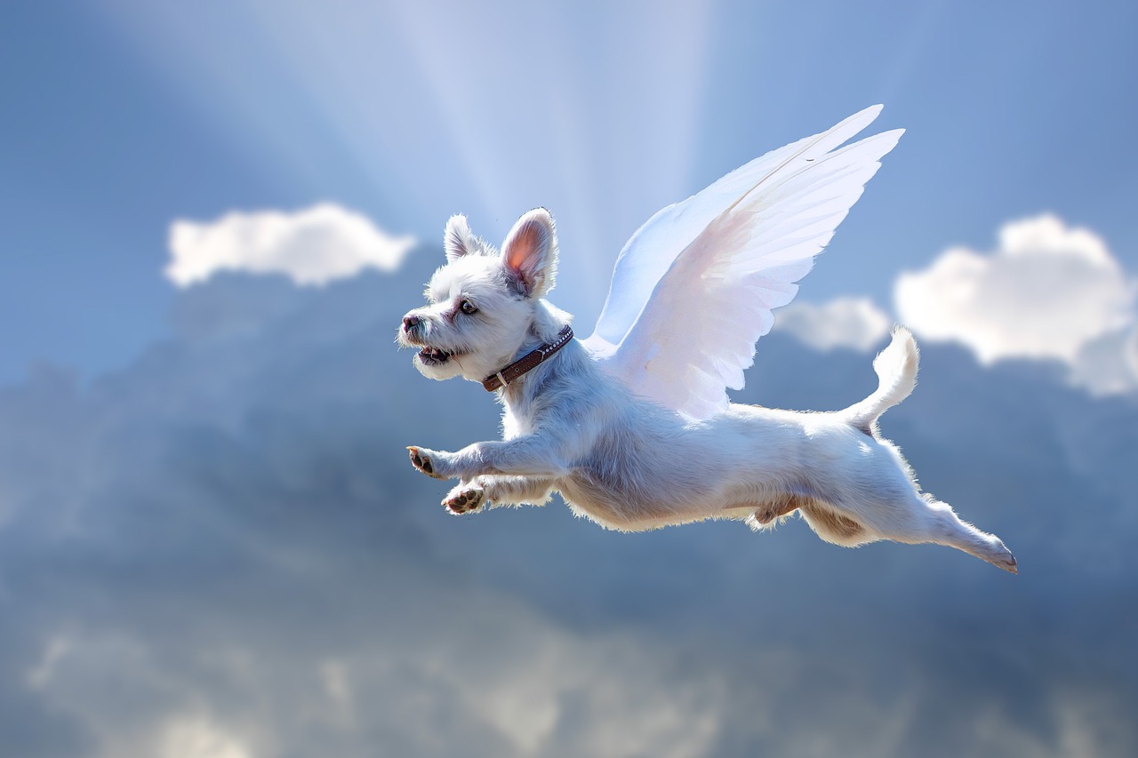 כלב לבן עם כנפיים לבנות בשמיים