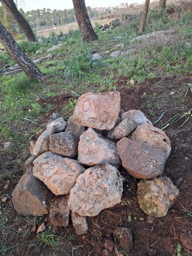 קבורת הכלב רקס