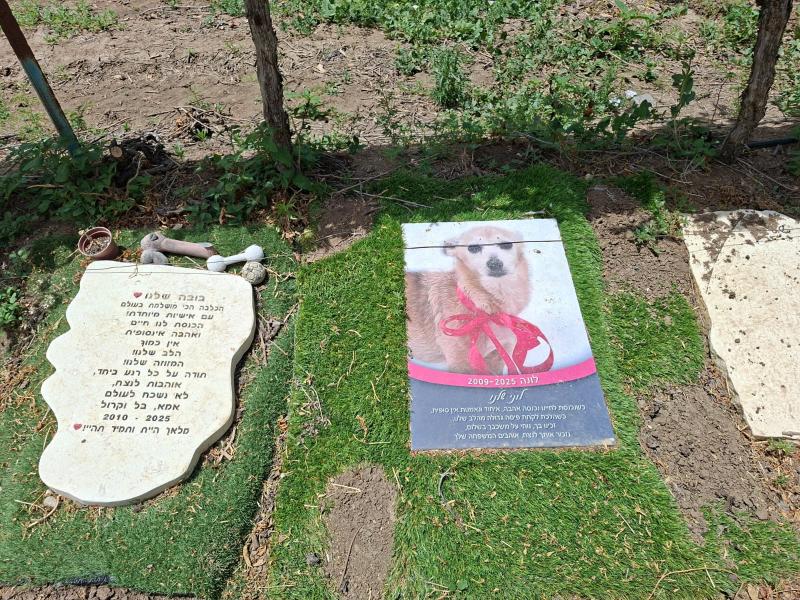 לונה הכלבה קבורה בבית הקברות לכלבים במזכרת בתיה