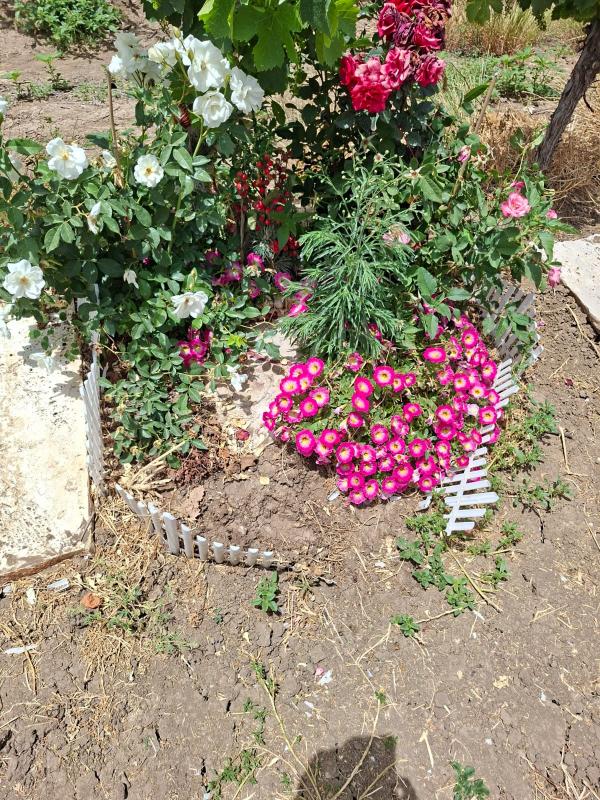 קבר לכלב עם פרחים מרהיבים