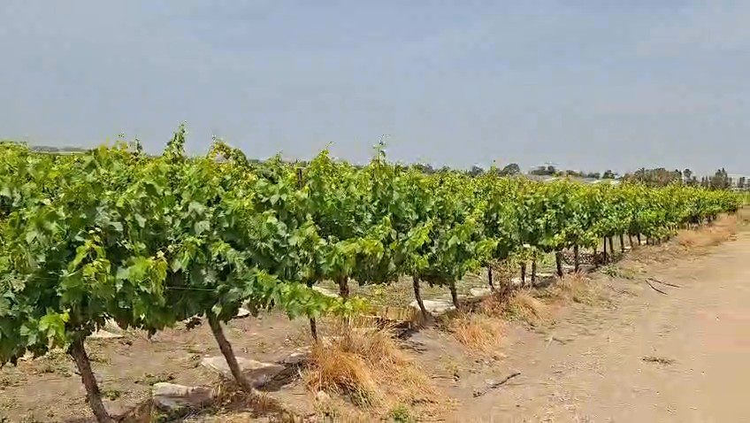 בית קברות לחיות מזכרת בתיה